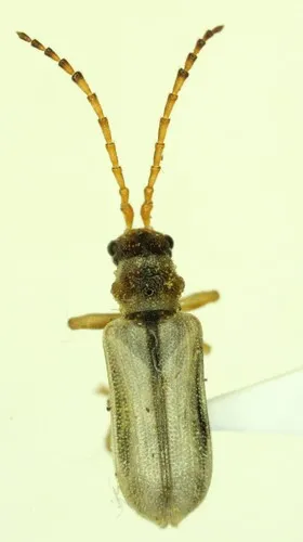 Western Fruit Beetle - photo 3