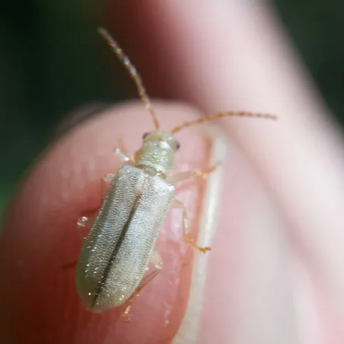 Western Fruit Beetle - photo 4