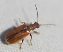Syneta carinata