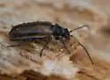 Syneta carinata - photo 4