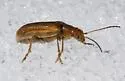 Syneta carinata - photo 5