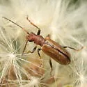 Syneta extorris