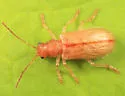 Rusty Leaf Beetle