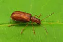 Rusty Leaf Beetle - photo 2