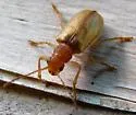 Rusty Leaf Beetle - photo 3