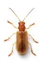 Rusty Leaf Beetle - photo 4