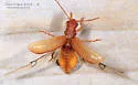 Rusty Leaf Beetle - photo 5