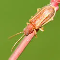 Syneta hamata