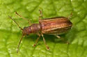 Syneta hamata - photo 2