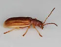 Syneta hamata - photo 3