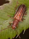 Syneta hamata - photo 4