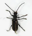 Syneta hamata - photo 5