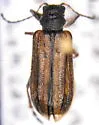 Syneta pilosa