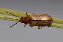 Syneta pilosa - photo 3