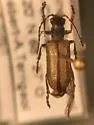 Syneta pilosa - photo 5