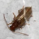 Syneta seriata