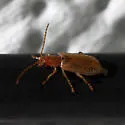 Syneta seriata - photo 2