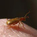 Syneta seriata - photo 3