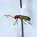 Syneta seriata - photo 4