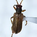 Syneta seriata - photo 5
