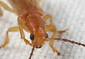 Syneta simplex