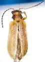 Syneta simplex - photo 2