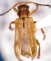 Syneta simplex - photo 3