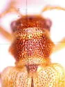 Syneta simplex - photo 4