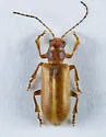 Syneta simplex - photo 5