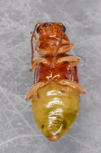 Synetocephalus autumnalis