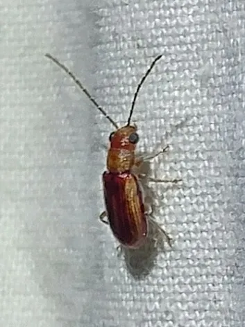 Synetocephalus autumnalis - photo 2