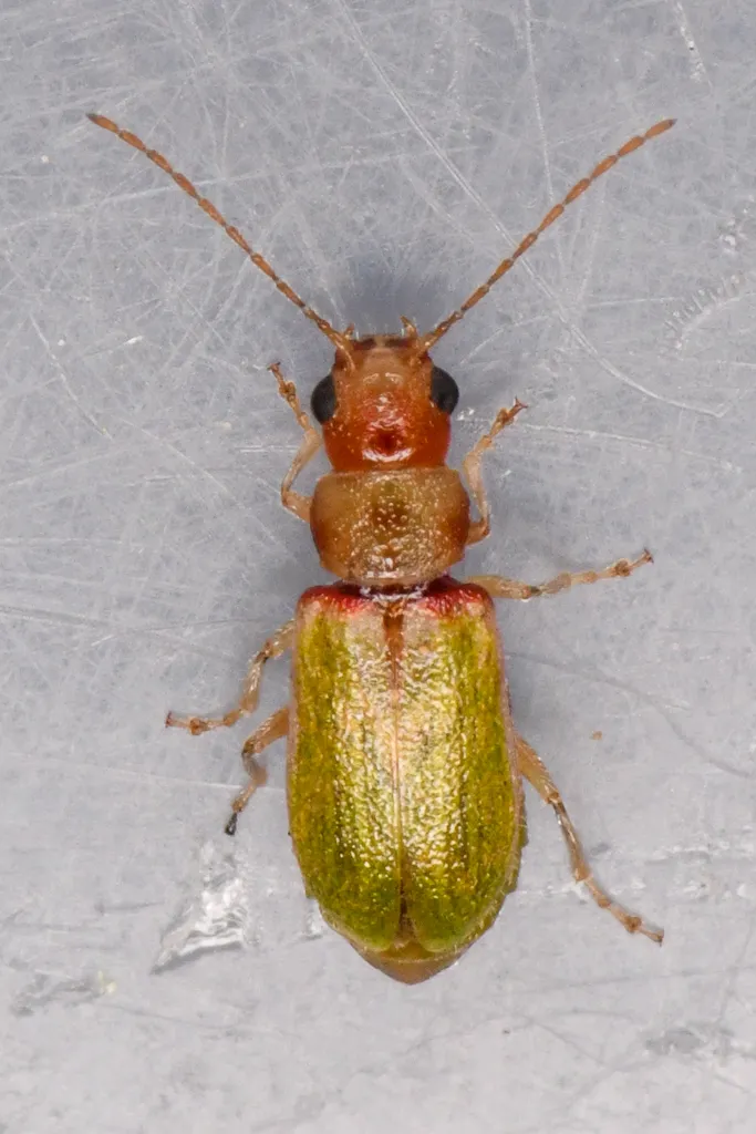 Synetocephalus autumnalis - photo 5