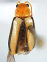 Synetocephalus bivittatus