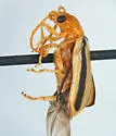 Synetocephalus bivittatus - photo 2