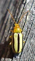 Synetocephalus bivittatus - photo 4