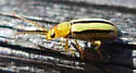 Synetocephalus bivittatus - photo 5