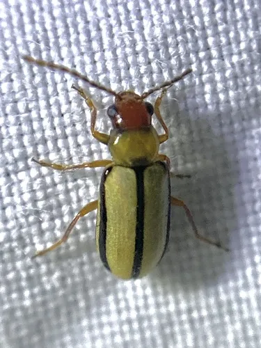 Synetocephalus diegensis - Synetocephalus diegensis