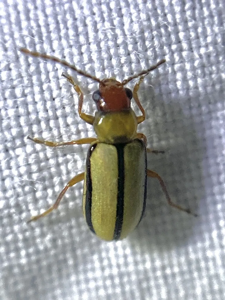 Synetocephalus diegensis - photo 2
