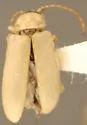 Synetocephalus vandykei