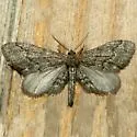 Synglochis perumbraria - Hodges#6519 - Synglochis perumbraria