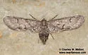 Synglochis perumbraria - Hodges#6519 - photo 4