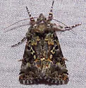 Syngrapha abstrusa - Hodges#8940 - photo 3
