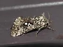 Syngrapha abstrusa - Hodges#8940 - photo 5