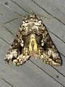 Syngrapha altera - Hodges#8925