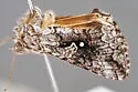 Syngrapha altera - Hodges#8925 - photo 2