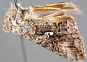 Syngrapha altera - Hodges#8925 - photo 3