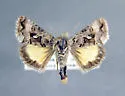 Syngrapha alticola - Hodges#8947