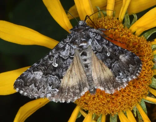 Syngrapha angulidens - Hodges#8943
