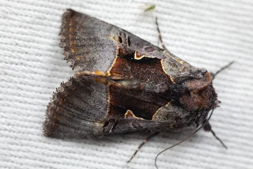 Syngrapha borea - Hodges#8934