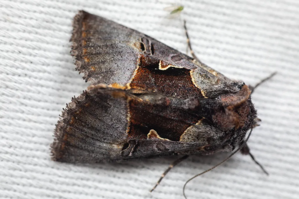 Syngrapha borea - Hodges#8934 - photo 2
